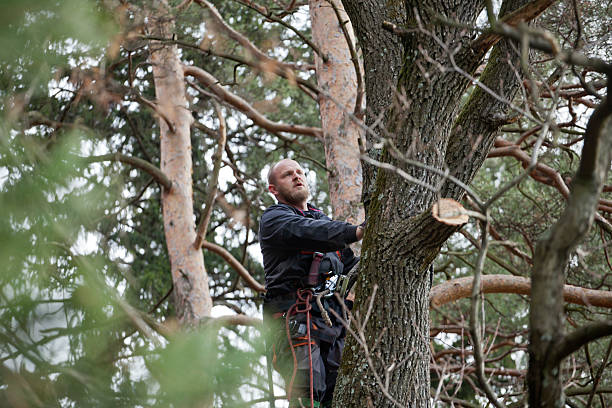 Best Tree Maintenance Programs  in Franklinville, NJ